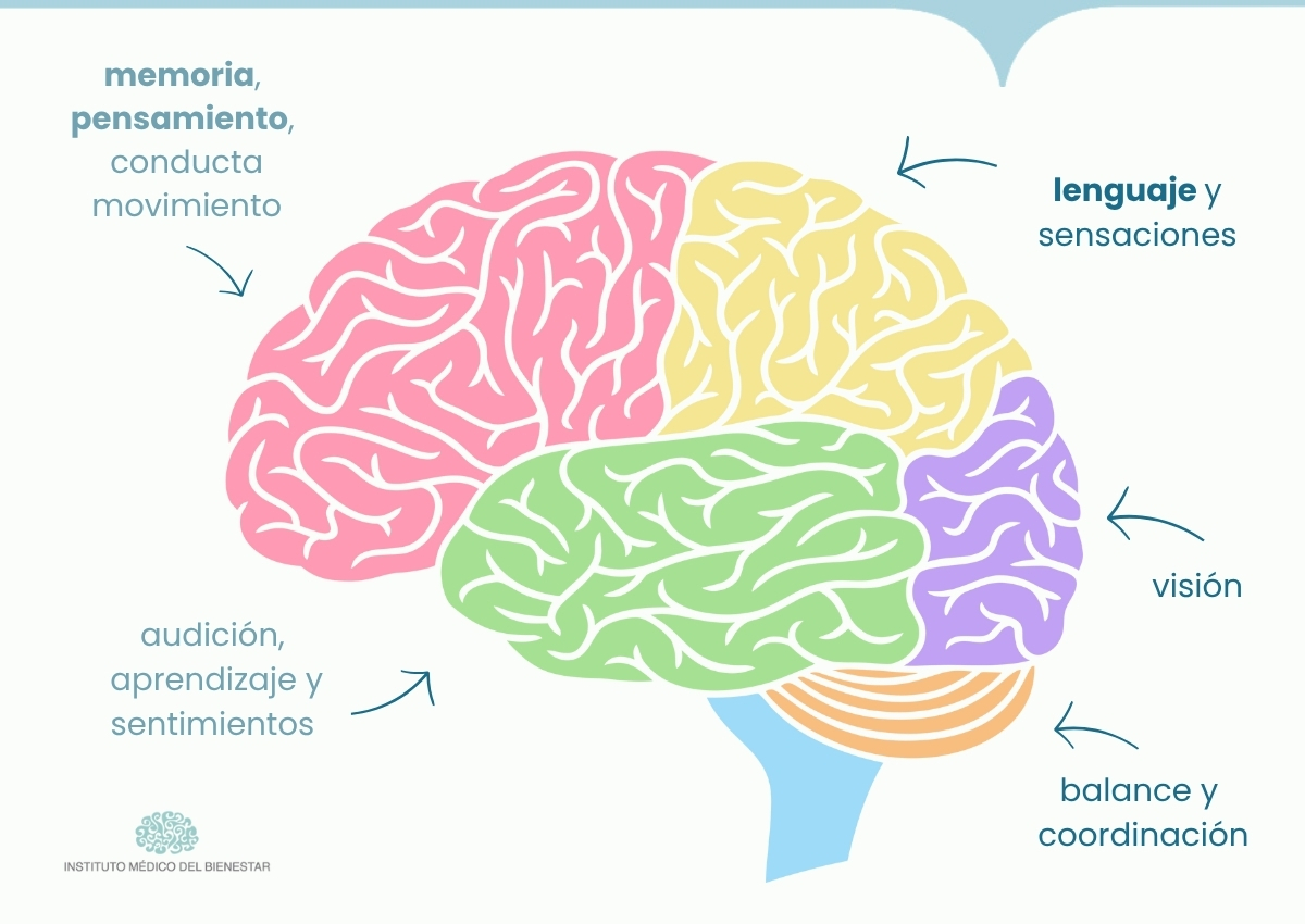 funciones del cerebro