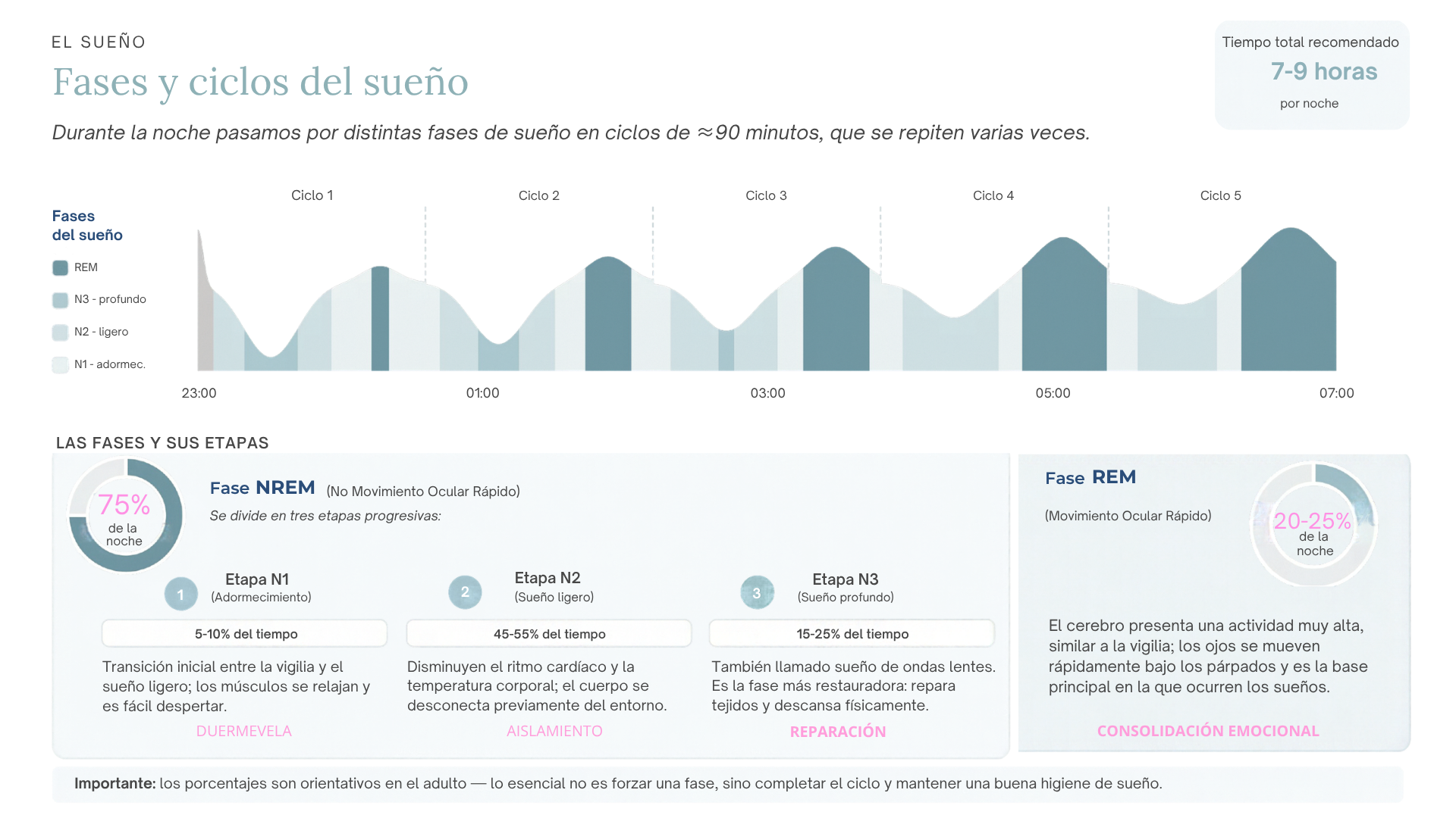 Ciclos y fases del sueño - Instituto Medico del Bienestar